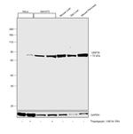 GRP78 Antibody in Western Blot (WB)