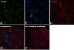 DHX9 Antibody in Immunocytochemistry (ICC/IF)