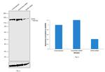 DHX9 Antibody in Western Blot (WB)