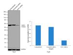 SUFU Antibody in Western Blot (WB)