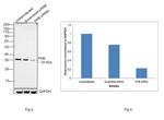 Prohibitin Antibody