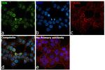 HuR Antibody in Immunocytochemistry (ICC/IF)