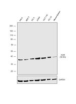 HuR Antibody in Western Blot (WB)