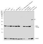 UBC9 Antibody