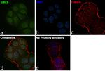 UBC9 Antibody in Immunocytochemistry (ICC/IF)