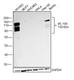 VE-cadherin Antibody