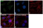 EEF2 Antibody in Immunocytochemistry (ICC/IF)