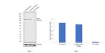 EEF2 Antibody