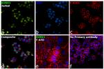 RUNX1 Antibody