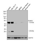 RUNX1 Antibody in Western Blot (WB)