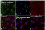 SCD Antibody in Immunocytochemistry (ICC/IF)