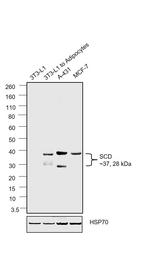 SCD Antibody in Western Blot (WB)