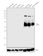 GLT-1 Antibody