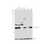 GPX4 Antibody in Western Blot (WB)