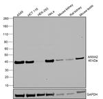 Annexin A2 Antibody in Western Blot (WB)