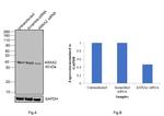 Annexin A2 Antibody in Western Blot (WB)