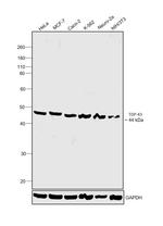 TDP-43 Antibody in Western Blot (WB)