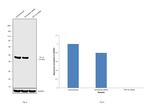 TDP-43 Antibody