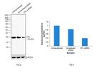 Cofilin Antibody in Western Blot (WB)