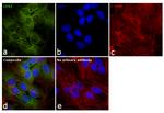 CES1 Antibody in Immunocytochemistry (ICC/IF)