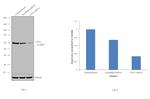 CES1 Antibody in Western Blot (WB)