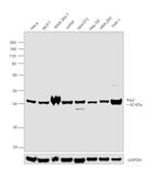 Arp2 Antibody in Western Blot (WB)