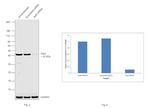 Arp2 Antibody