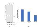 FABP4 Antibody