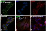 EpCAM Antibody