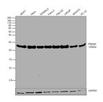 PRDX6 Antibody in Western Blot (WB)