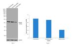 PRDX6 Antibody in Western Blot (WB)