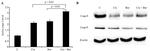 Caspase 8 Antibody in Western Blot (WB)