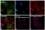 MyD88 Antibody in Immunocytochemistry (ICC/IF)