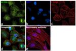 Acinus Antibody in Immunocytochemistry (ICC/IF)