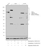 Acinus Antibody in Western Blot (WB)