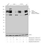 Acinus Antibody