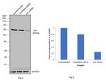 AIF Antibody in Western Blot (WB)