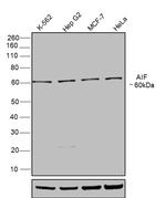 AIF Antibody in Western Blot (WB)