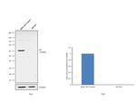 AIF Antibody in Western Blot (WB)