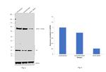 MTA2 Antibody in Western Blot (WB)