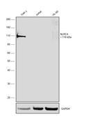 NLRC4 Antibody