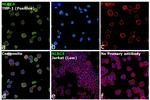 NLRC4 Antibody in Immunocytochemistry (ICC/IF)