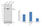 NLRC4 Antibody in Western Blot (WB)