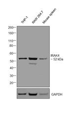 IRAK4 Antibody in Western Blot (WB)