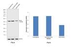 IRAK4 Antibody