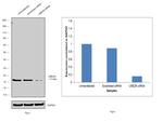 UBC13 Antibody