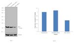 IRF3 Antibody in Western Blot (WB)