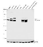 CRMP1 Antibody in Western Blot (WB)