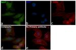 Apolipoprotein J Antibody in Immunocytochemistry (ICC/IF)