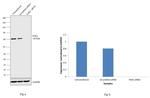 PAK2 Antibody in Western Blot (WB)